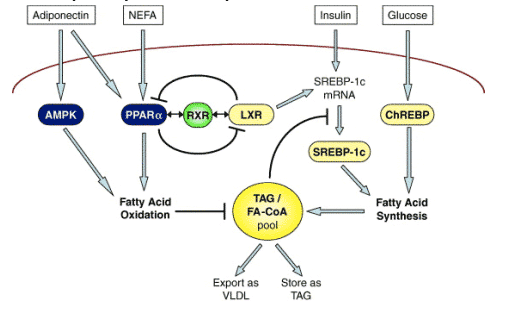  enables hepatocytes to transiently commit to either fatty acid synthesis 