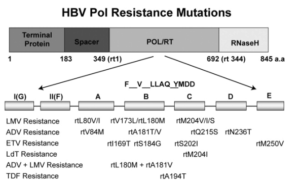 Pol-1.gif