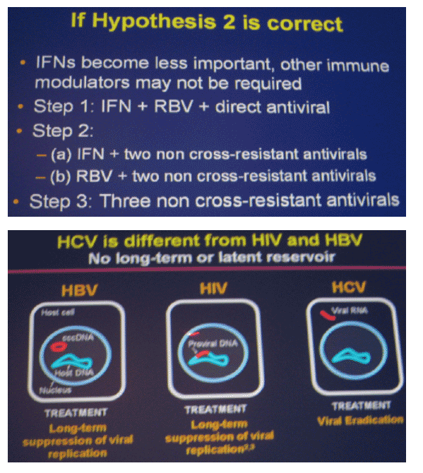 HCV-11.gif