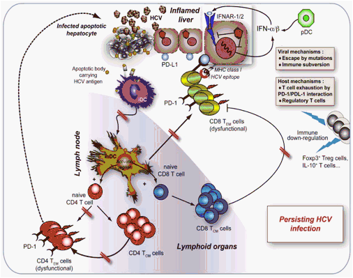 Жизненный цикл гепатита с. Жизненный цикл вируса гепатита с. Жизненный цикл гепатита д. . Жизненный цикл вируса гепатита HBV. Hcv инфекция