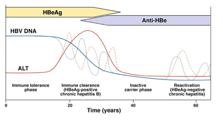 HBV1.gif